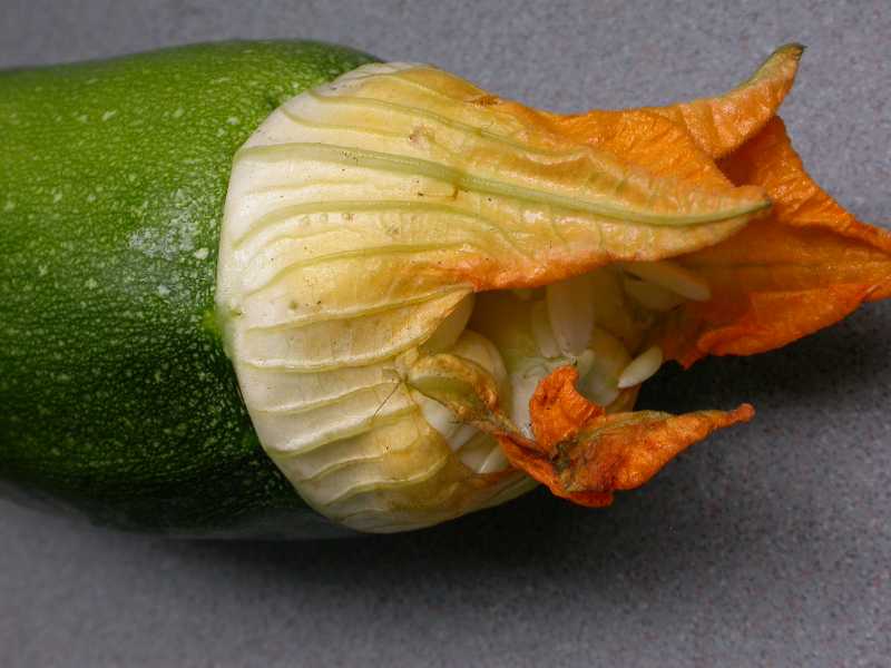 Blossom End Rot of Cucurbits